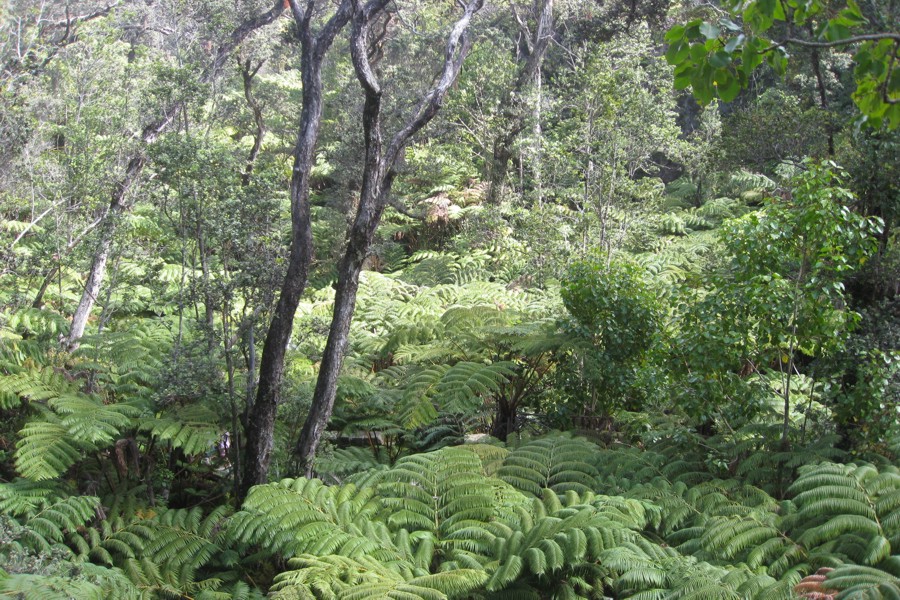 ../image/volcano - near thurston lava tube.jpg